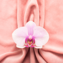 LE CLITORIS : ANATOMIE, PLAISIR FEMININ ET IDEES RECUES