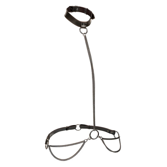 calexotics euphoria collier licol et laisse grande taille