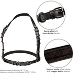 calexotics euphoria harnais boucle licol taille plus noir