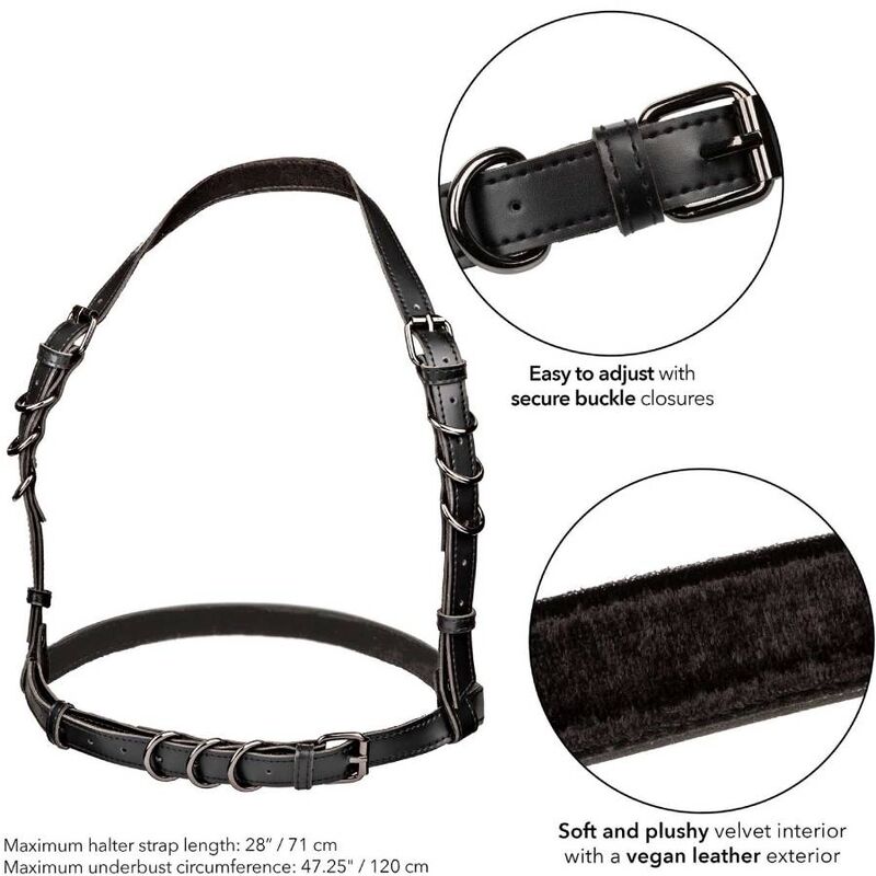 calexotics euphoria harnais boucle licol taille plus noir