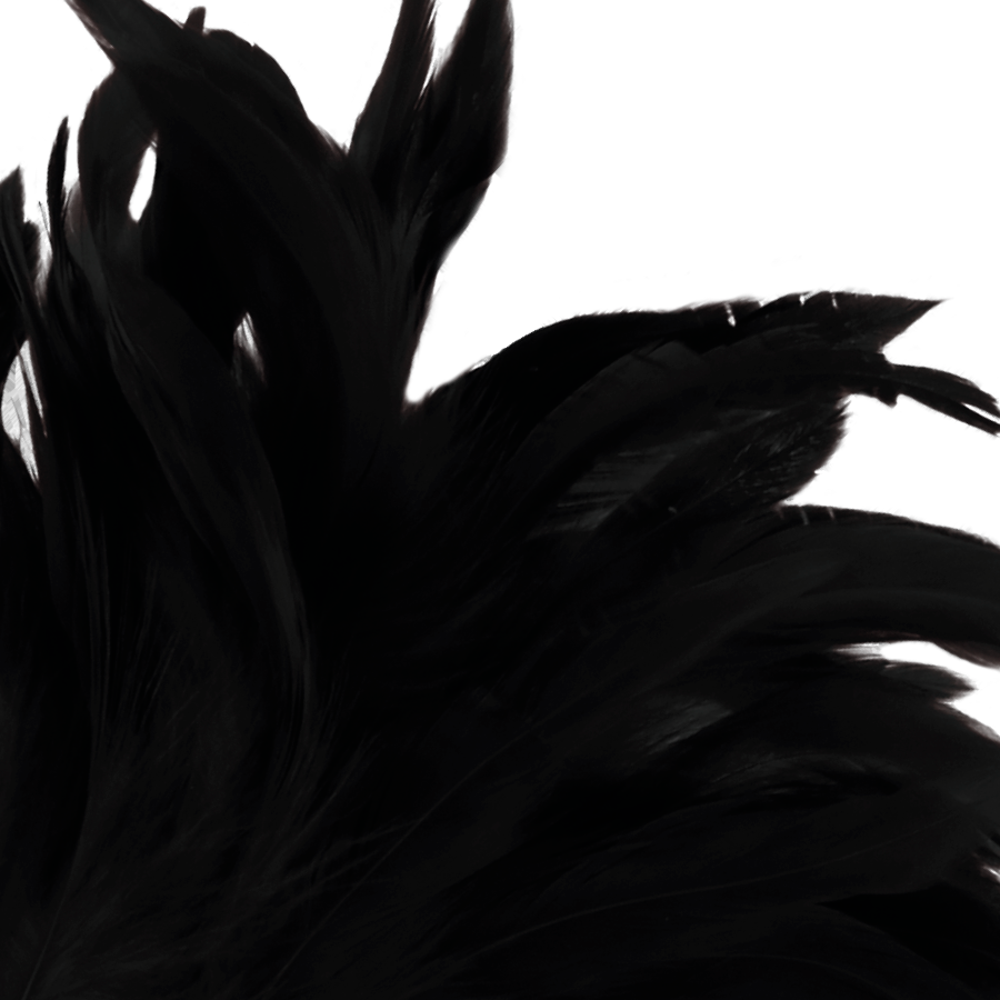 Gros plan sur le bouquet de plumes noires souples du plumeau de stimulation Darkness, barbes legeres qui glissent sur la peau pour titiller en douceur.